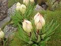 Brahma Kamal